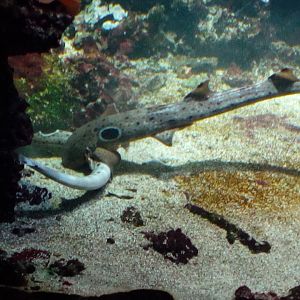 Epaulette sharks mating II.-9/25