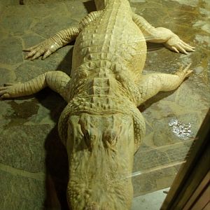 Albino alligator 7/25