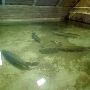 gars in false gharial tank-7/25