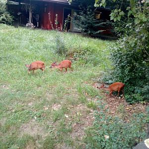 Family of red forest duikers with okapi in the background-7/24