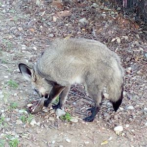 Bat-eared fox eating a bird-9/23