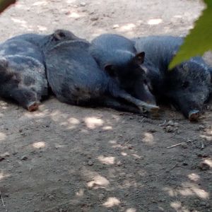 Sleeping collared pecaries-7/25