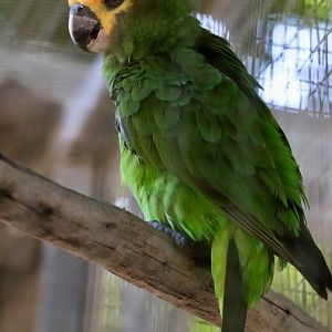 Yellow-fronted parrot