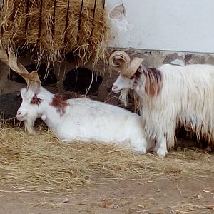 Two Girgentana goats, one with strange horns-10/22