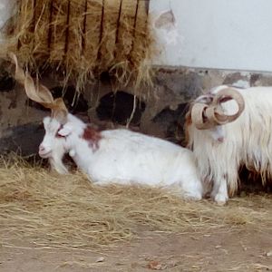 Two Girgentana goats, one with strange horns II.-10/22