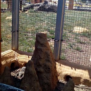 View from small banded mongoose enclosure, out of which they can get into lion enclosure-6/23