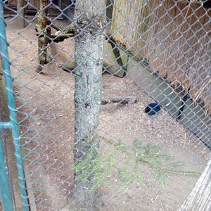 Western swamphen aviary-6/23