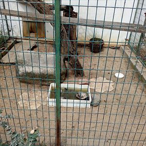 turtle ´aviary´-6/23