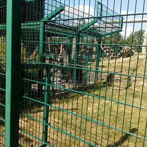 Asian black bear male pacing