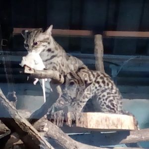 Margay female and cub-5/23