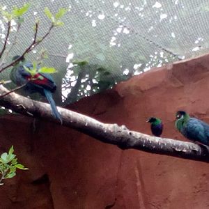 Touracos and starling - EkoPark Piešťany-5/23