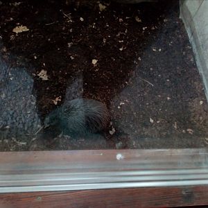 Best photo of kiwi I was able to make