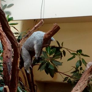 Koala hanging on a branch