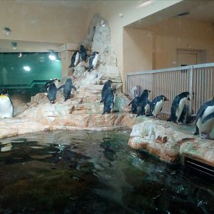 Northern rockhopper and king penguins