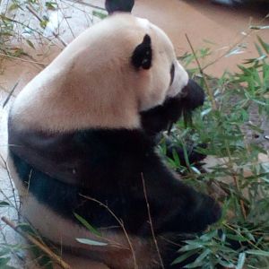 panda eating bamboo