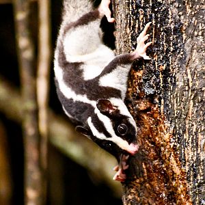 Striped Possum
