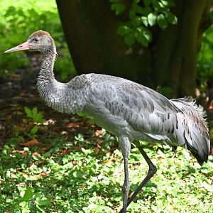 Common crane