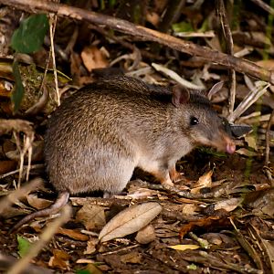 Queensland Barred Bandicoot