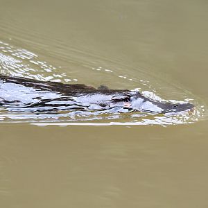 Platypus