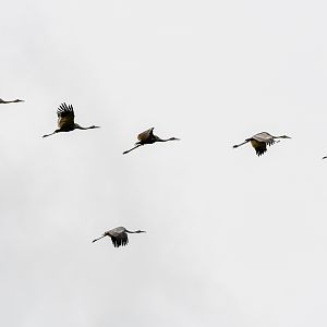 Sarus Cranes