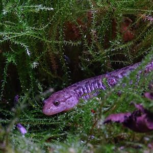 BtS: Seal salamander (Desmognathus monticola)