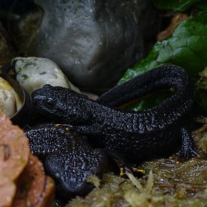 BtS: Ziegler`s crocodile newt (Tylototriton ziegleri)