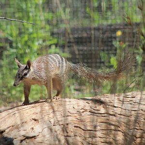 Numbat (Myrmecobius fasciatus)