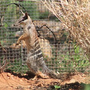 Numbat (Myrmecobius fasciatus)