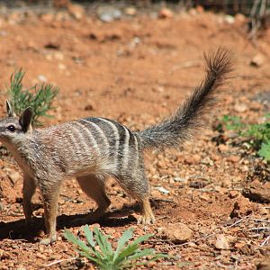 Numbat (Myrmecobius fasciatus)