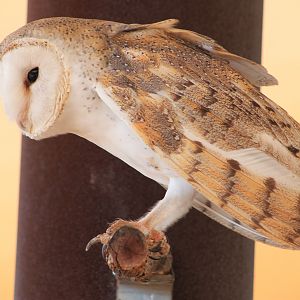 Eastern Barn Owl (Tyto javanica)