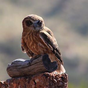 Australian Boobook (Ninox boobook)