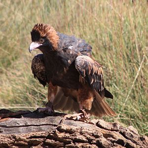 Black-breasted Buzzard (Hamirostra melanosternon)