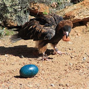 Black-breasted Buzzard (Hamirostra melanosternon)