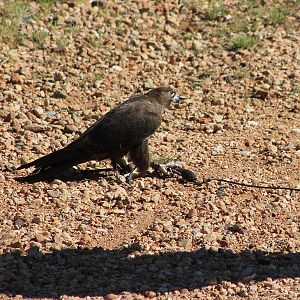 Black Falcon (Falco subniger)