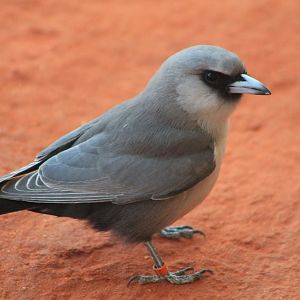 Black-faced Woodswallows (Artamus cinereus)