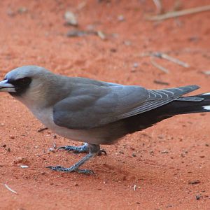 Black-faced Woodswallows (Artamus cinereus)