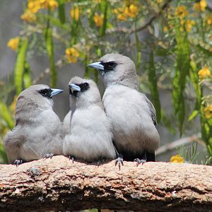 Black-faced Woodswallows (Artamus cinereus)