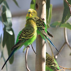 Budgerigars (Melopsittacus undulatus)