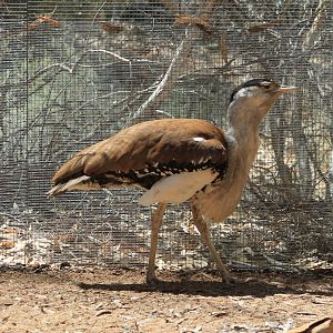 Australian Bustard (Ardeotis australis)
