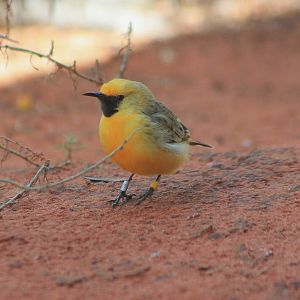 Orange Chat (Epthianura aurifrons)