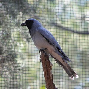 Black-faced Cuckooshrike (Coracina novaehollandiae)