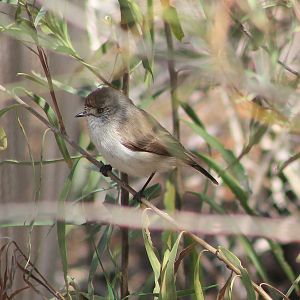 Chestnut-rumped Thornbill (Acanthiza uropygialis)