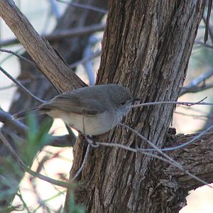 Inland Thornbill (Acanthiza apicalis)