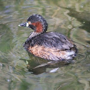 Australian Little Grebe (Tachybaptus novaehollandiae)