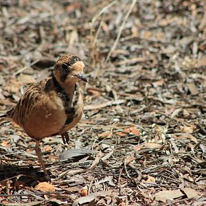 Inland Dotterel (Peltohyas australis)