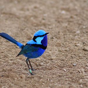male Splendid Blue Wren (Malurus splendens callainus)