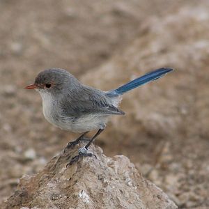 female Splendid Blue Wren (Malurus splendens callainus)