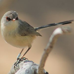 female Purple-backed Fairy-Wren (Malurus assimilis)