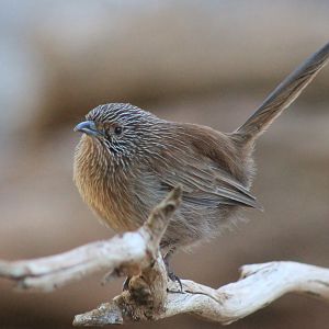 Dusky Grasswren (Amytornis purnelli)