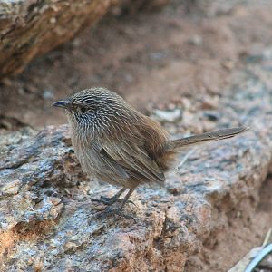 Dusky Grasswren (Amytornis purnelli)